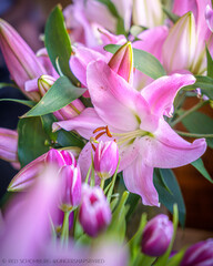Close-Up of Vibrant Pink Lilies in Bloom