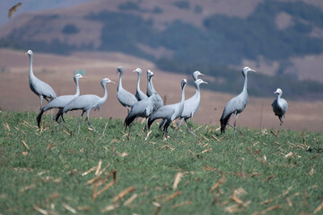 Flock of Blue Cranes