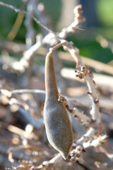 A tiny reptile grips a twig on a tree. It is not near the soil, but in the woods. Its tail hangs down. This scene is not on Mars but in a forest