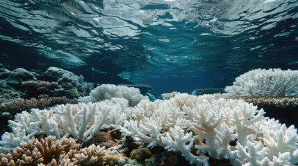 Vibrant coral reef fading to bleached, dead corals, with ample copy space at the top. The poster addresses ocean acidification and coral bleaching due to climate change.