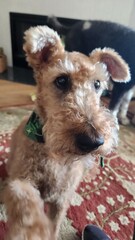 Playful Airedale Terrier Reaching Out