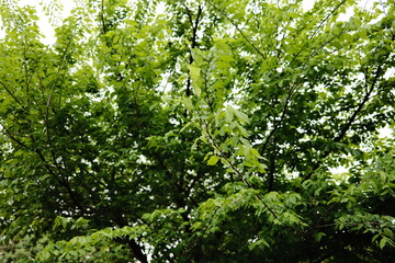 green leaves background