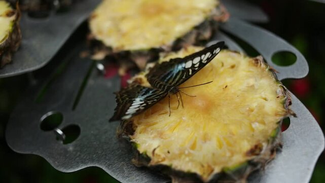 A beautiful butterfly drinks juice from a piece of pineapple