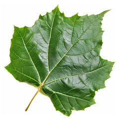 Fototapeta premium Sycamore leaf isolated on white background