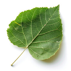 Vibrant Cottonwood Leaf on White Background