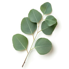 "Eucalyptus Leaf Isolated on White Background"
