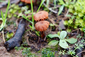 Laccaria Fungi Mushrooms Macro Close Up In Natural Environment