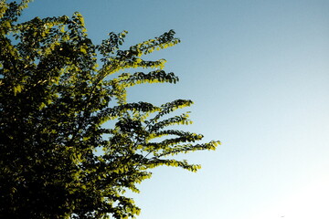 tree in sky © Emily