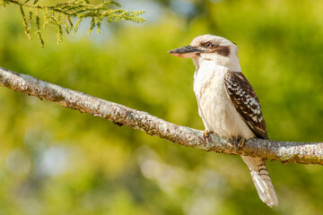 The laughing kookaburra is a bird in the kingfisher subfamily Halcyoninae. It is a large robust kingfisher with a whitish head and a brown eye-stripe. 