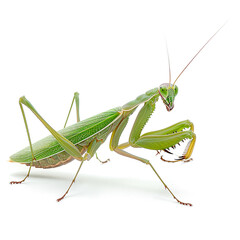 Mantis on White Background