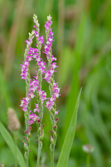 ネジバナ三姉妹