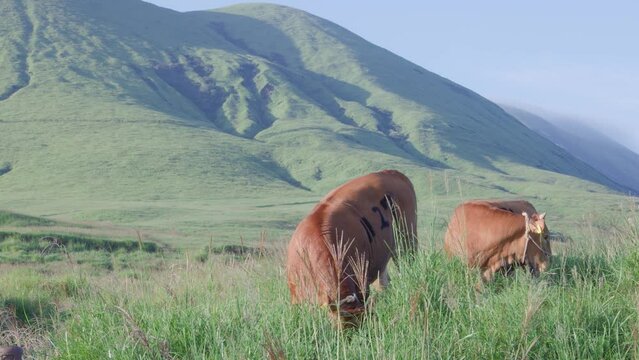 阿蘇山とあか牛 | 熊本