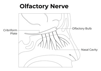 Olfactory Nerve Science Design Vector Illustration Diagram
