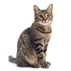 Obraz premium Cymric cat isolated on white background