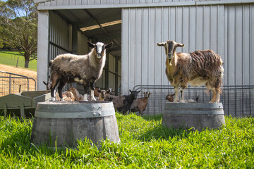 Domestic goats close up, farm life, pets