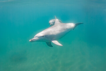 Fototapeta premium ドルフィンスイムで可愛いミナミハンドウイルカの群れが出迎えてくれた。白い子イルカもいる。 日本国石川県七尾市能登島 - 2017年5月5日。 北陸地方の石川県、能登半島の先端にある能登島（北緯37度07分、東経136度59分）は、ミナミハンドウイルカの地球上の北限の生息地として知られている。 Indian Ocean Bottlenose Dolphin (Tursiops aduncus)