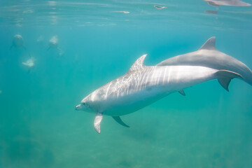 ドルフィンスイムで可愛いミナミハンドウイルカの群れが出迎えてくれた。白い子イルカもいる。
日本国石川県七尾市能登島 - 2017年5月5日。
北陸地方の石川県、能登半島の先端にある能登島（北緯37度07分、東経136度59分）は、ミナミハンドウイルカの地球上の北限の生息地として知られている。
Indian Ocean Bottlenose Dolphin (Tursiops aduncus)