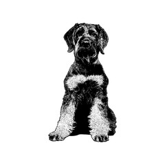 Schnoodle hand drawing vector isolated on background.