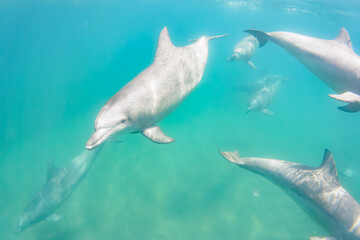 ドルフィンスイムで可愛いミナミハンドウイルカの群れが出迎えてくれた。白い子イルカもいる。
日本国石川県七尾市能登島 - 2017年5月5日。
北陸地方の石川県、能登半島の先端にある能登島（北緯37度07分、東経136度59分）は、ミナミハンドウイルカの地球上の北限の生息地として知られている。
Indian Ocean Bottlenose Dolphin (Tursiops aduncus)
