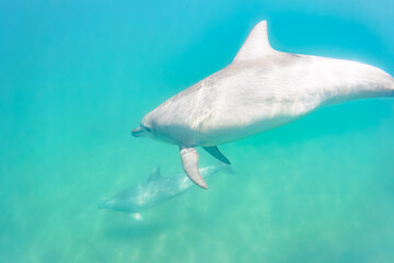 Fototapeta premium ドルフィンスイムで可愛いミナミハンドウイルカの群れが出迎えてくれた。白い子イルカもいる。 日本国石川県七尾市能登島 - 2017年5月5日。 北陸地方の石川県、能登半島の先端にある能登島（北緯37度07分、東経136度59分）は、ミナミハンドウイルカの地球上の北限の生息地として知られている。 Indian Ocean Bottlenose Dolphin (Tursiops aduncus) 