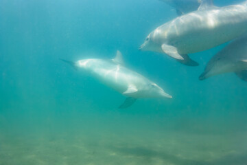 ドルフィンスイムで可愛いミナミハンドウイルカの群れが出迎えてくれた。白い子イルカもいる。
日本国石川県七尾市能登島 - 2017年5月5日。
北陸地方の石川県、能登半島の先端にある能登島（北緯37度07分、東経136度59分）は、ミナミハンドウイルカの地球上の北限の生息地として知られている。
Indian Ocean Bottlenose Dolphin (Tursiops aduncus)
