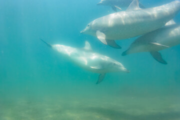 ドルフィンスイムで可愛いミナミハンドウイルカの群れが出迎えてくれた。白い子イルカもいる。
日本国石川県七尾市能登島 - 2017年5月5日。
北陸地方の石川県、能登半島の先端にある能登島（北緯37度07分、東経136度59分）は、ミナミハンドウイルカの地球上の北限の生息地として知られている。
Indian Ocean Bottlenose Dolphin (Tursiops aduncus)
