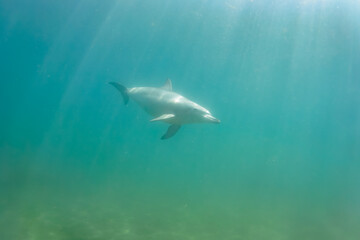 ドルフィンスイムで可愛いミナミハンドウイルカの群れが出迎えてくれた。白い子イルカもいる。
日本国石川県七尾市能登島 - 2017年5月5日。
北陸地方の石川県、能登半島の先端にある能登島（北緯37度07分、東経136度59分）は、ミナミハンドウイルカの地球上の北限の生息地として知られている。
Indian Ocean Bottlenose Dolphin (Tursiops aduncus)
