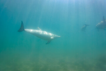 ドルフィンスイムで可愛いミナミハンドウイルカの群れが出迎えてくれた。白い子イルカもいる。
日本国石川県七尾市能登島 - 2017年5月5日。
北陸地方の石川県、能登半島の先端にある能登島（北緯37度07分、東経136度59分）は、ミナミハンドウイルカの地球上の北限の生息地として知られている。
Indian Ocean Bottlenose Dolphin (Tursiops aduncus)
