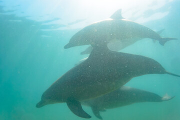 Fototapeta premium ドルフィンスイムで可愛いミナミハンドウイルカの群れが出迎えてくれた。白い子イルカもいる。 日本国石川県七尾市能登島 - 2017年5月5日。 北陸地方の石川県、能登半島の先端にある能登島（北緯37度07分、東経136度59分）は、ミナミハンドウイルカの地球上の北限の生息地として知られている。 Indian Ocean Bottlenose Dolphin (Tursiops aduncus) 