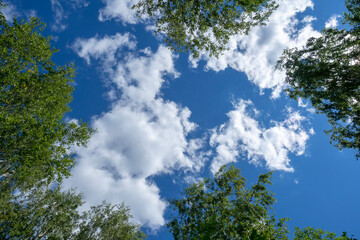 Obraz premium Looking up through the treetops. Natural frame of green foliage against a blue sky. Copy space.