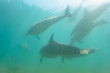 ドルフィンスイムで可愛いミナミハンドウイルカの群れが出迎えてくれた。白い子イルカもいる。
日本国石川県七尾市能登島 - 2017年5月5日。
北陸地方の石川県、能登半島の先端にある能登島（北緯37度07分、東経136度59分）は、ミナミハンドウイルカの地球上の北限の生息地として知られている。
Indian Ocean Bottlenose Dolphin (Tursiops aduncus)

