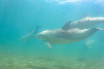 Fototapeta premium ドルフィンスイムで可愛いミナミハンドウイルカの群れが出迎えてくれた。白い子イルカもいる。 日本国石川県七尾市能登島 - 2017年5月5日。 北陸地方の石川県、能登半島の先端にある能登島（北緯37度07分、東経136度59分）は、ミナミハンドウイルカの地球上の北限の生息地として知られている。 Indian Ocean Bottlenose Dolphin (Tursiops aduncus) 