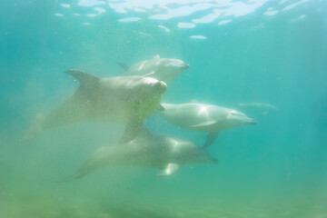 Obraz premium ドルフィンスイムで可愛いミナミハンドウイルカの群れが出迎えてくれた。白い子イルカもいる。 日本国石川県七尾市能登島 - 2017年5月5日。 北陸地方の石川県、能登半島の先端にある能登島（北緯37度07分、東経136度59分）は、ミナミハンドウイルカの地球上の北限の生息地として知られている。 Indian Ocean Bottlenose Dolphin (Tursiops aduncus) 