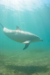 Fototapeta premium ドルフィンスイムで可愛いミナミハンドウイルカの群れが出迎えてくれた。白い子イルカもいる。 日本国石川県七尾市能登島 - 2017年5月5日。 北陸地方の石川県、能登半島の先端にある能登島（北緯37度07分、東経136度59分）は、ミナミハンドウイルカの地球上の北限の生息地として知られている。 Indian Ocean Bottlenose Dolphin (Tursiops aduncus) 