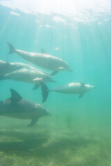 Obraz premium ドルフィンスイムで可愛いミナミハンドウイルカの群れが出迎えてくれた。白い子イルカもいる。 日本国石川県七尾市能登島 - 2017年5月5日。 北陸地方の石川県、能登半島の先端にある能登島（北緯37度07分、東経136度59分）は、ミナミハンドウイルカの地球上の北限の生息地として知られている。 Indian Ocean Bottlenose Dolphin (Tursiops aduncus) 