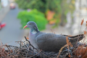 Dove in the nest. Dove sits on eggs. The concept of pigeon life in the city