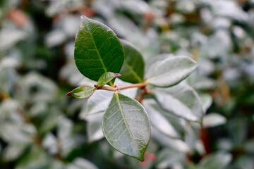 Leafy Branch of Bush Macro Close Up