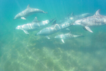 Fototapeta premium ドルフィンスイムで可愛いミナミハンドウイルカの群れが出迎えてくれた。白い子イルカもいる。 日本国石川県七尾市能登島 - 2017年5月5日。 北陸地方の石川県、能登半島の先端にある能登島（北緯37度07分、東経136度59分）は、ミナミハンドウイルカの地球上の北限の生息地として知られている。 Indian Ocean Bottlenose Dolphin (Tursiops aduncus) 