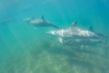 ドルフィンスイムで可愛いミナミハンドウイルカの群れが出迎えてくれた。白い子イルカもいる。
日本国石川県七尾市能登島 - 2017年5月5日。
北陸地方の石川県、能登半島の先端にある能登島（北緯37度07分、東経136度59分）は、ミナミハンドウイルカの地球上の北限の生息地として知られている。
Indian Ocean Bottlenose Dolphin (Tursiops aduncus)
