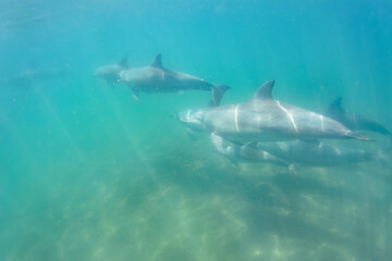 Naklejka premium ドルフィンスイムで可愛いミナミハンドウイルカの群れが出迎えてくれた。白い子イルカもいる。 日本国石川県七尾市能登島 - 2017年5月5日。 北陸地方の石川県、能登半島の先端にある能登島（北緯37度07分、東経136度59分）は、ミナミハンドウイルカの地球上の北限の生息地として知られている。 Indian Ocean Bottlenose Dolphin (Tursiops aduncus) 