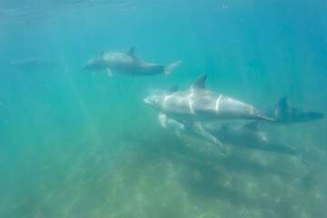 ドルフィンスイムで可愛いミナミハンドウイルカの群れが出迎えてくれた。白い子イルカもいる。
日本国石川県七尾市能登島 - 2017年5月5日。
北陸地方の石川県、能登半島の先端にある能登島（北緯37度07分、東経136度59分）は、ミナミハンドウイルカの地球上の北限の生息地として知られている。
Indian Ocean Bottlenose Dolphin (Tursiops aduncus)
