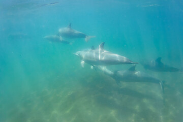 Fototapeta premium ドルフィンスイムで可愛いミナミハンドウイルカの群れが出迎えてくれた。白い子イルカもいる。 日本国石川県七尾市能登島 - 2017年5月5日。 北陸地方の石川県、能登半島の先端にある能登島（北緯37度07分、東経136度59分）は、ミナミハンドウイルカの地球上の北限の生息地として知られている。 Indian Ocean Bottlenose Dolphin (Tursiops aduncus) 