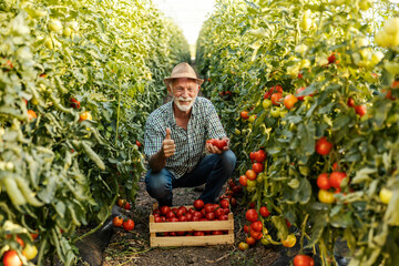 Senior farmer at tomato plantation harvesting tomato and giving thumbs up.