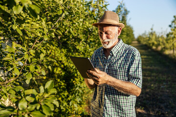 Senior innovative agriculturalist standing in orchard with tablet and checking on fruit trees.