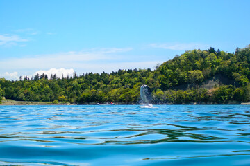 Naklejka premium ドルフィンスイムで可愛いミナミハンドウイルカの群れが出迎えてくれた。白い子イルカもいる。 日本国石川県七尾市能登島 - 2017年5月5日。 北陸地方の石川県、能登半島の先端にある能登島（北緯37度07分、東経136度59分）は、ミナミハンドウイルカの地球上の北限の生息地として知られている。 Indian Ocean Bottlenose Dolphin (Tursiops aduncus) 