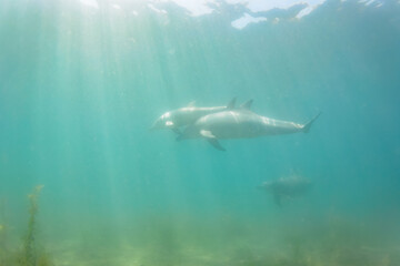 ドルフィンスイムで可愛いミナミハンドウイルカの群れが出迎えてくれた。白い子イルカもいる。
日本国石川県七尾市能登島 - 2017年5月5日。
北陸地方の石川県、能登半島の先端にある能登島（北緯37度07分、東経136度59分）は、ミナミハンドウイルカの地球上の北限の生息地として知られている。
Indian Ocean Bottlenose Dolphin (Tursiops aduncus)
