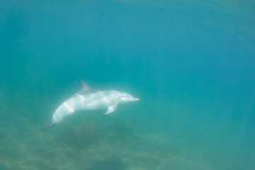 Fototapeta premium ドルフィンスイムで可愛いミナミハンドウイルカの群れが出迎えてくれた。白い子イルカもいる。 日本国石川県七尾市能登島 - 2017年5月5日。 北陸地方の石川県、能登半島の先端にある能登島（北緯37度07分、東経136度59分）は、ミナミハンドウイルカの地球上の北限の生息地として知られている。 Indian Ocean Bottlenose Dolphin (Tursiops aduncus) 