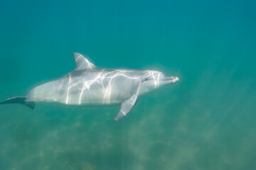 Fototapeta premium ドルフィンスイムで可愛いミナミハンドウイルカの群れが出迎えてくれた。白い子イルカもいる。 日本国石川県七尾市能登島 - 2017年5月5日。 北陸地方の石川県、能登半島の先端にある能登島（北緯37度07分、東経136度59分）は、ミナミハンドウイルカの地球上の北限の生息地として知られている。 Indian Ocean Bottlenose Dolphin (Tursiops aduncus) 