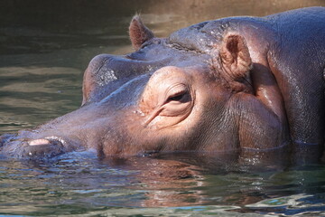 Hippo in the water