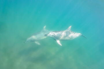 ドルフィンスイムで可愛いミナミハンドウイルカの群れが出迎えてくれた。白い子イルカもいる。
日本国石川県七尾市能登島 - 2017年5月5日。
北陸地方の石川県、能登半島の先端にある能登島（北緯37度07分、東経136度59分）は、ミナミハンドウイルカの地球上の北限の生息地として知られている。
Indian Ocean Bottlenose Dolphin (Tursiops aduncus)
